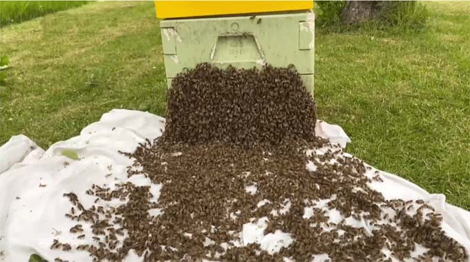 20.000 Bienen drangen in einen Garten in Sorø ein - SH ...