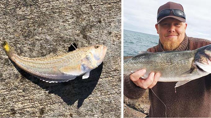 Extrem ungewöhnlich: Dänemarks giftigster Fisch wurde in Nordjylland