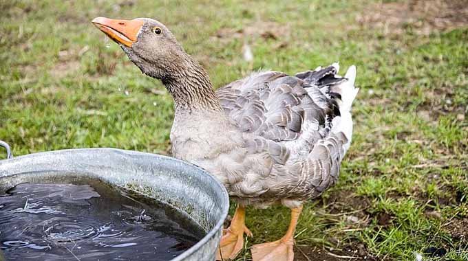 Gefährliche Vogelgrippe in nordjyske Gänse gefunden - SH ...